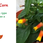 Lipstick Plant Candy Corn