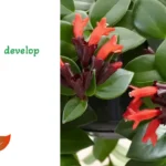 Lipstick Plant Krakau