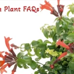 LipStick Plant FAQs