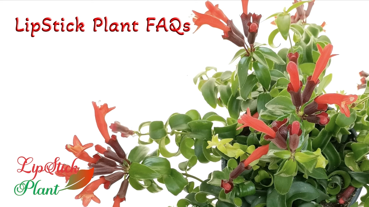 LipStick Plant FAQs