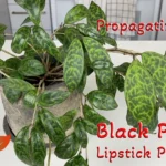 How to Propagate Black Pagoda Lipstick Plant